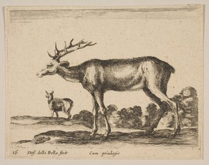 Cerf, des Divers animaux