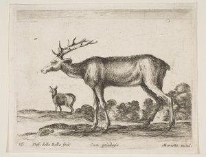 Planche 16 : cerf, de Divers animaux Diversi animali, vers 1641