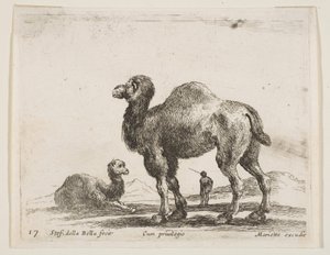 Planche 17 : chameaux, de Divers animaux