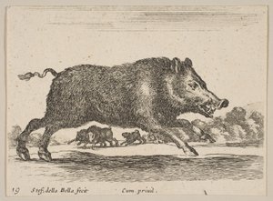 Planche 19 : sanglier, de Divers animaux, vers 1641
