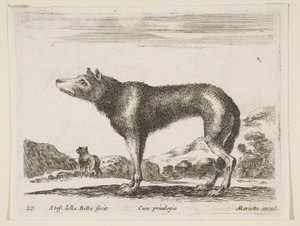 Planche 20: loup, de Diversi animali - Stefano della Bella