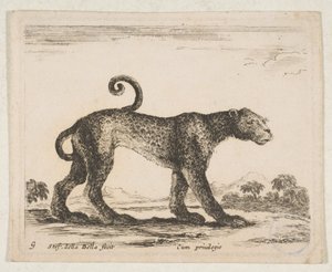 Planche 9 : léopard, de 