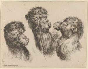 Trois têtes de chameaux - Stefano della Bella