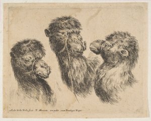 Trois têtes de chameau, vers 1641 - Stefano della Bella
