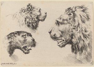Trois têtes de lion - Stefano della Bella