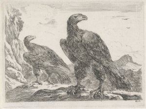 Deux aigles avec les têtes tournées vers la droite - Stefano della Bella