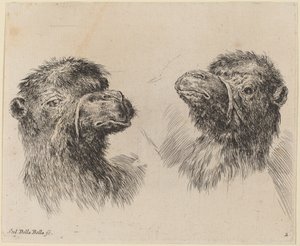 Deux têtes de chameau