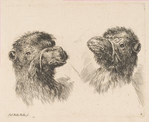 Deux têtes de chameau