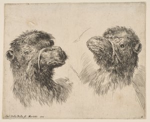 Deux têtes de chameau, vers 1641