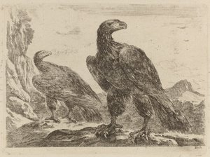 Deux aigles, tous deux tournés vers la droite - Stefano della Bella