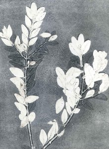 Midnight Garden III, 2015 (monoprint sur papier)