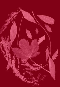 Feuillage rouge, 2017 (numérique)