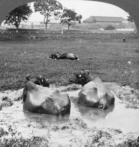 Bourbier de buffles, Birmanie, 1908 - Stereo Travel Co