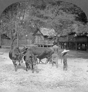 Battage du riz, Amarapura, Birmanie, 1908 - Stereo Travel Co