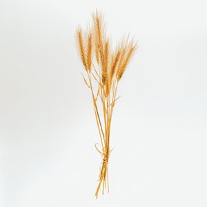 Orge n° 01, 2020 (photo) - Steve Gallagher