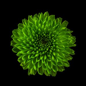 Chrysanthème n° 01, 2020 - Steve Gallagher