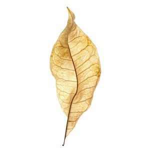 Étude de feuille n° 01, 2020 - Steve Gallagher