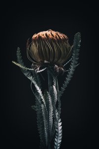 Protea unique, 2021