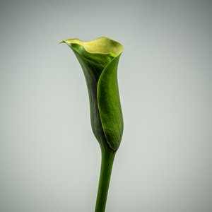 Calla Lily verte unique, 2020 - Steve Gallagher