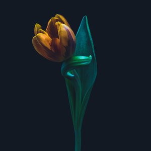 Tulipe singulière, 2022 (photo)