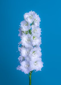 Delphinium blanc, 2020 - Steve Gallagher