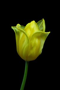 Tulipe jaune n°02, 2021