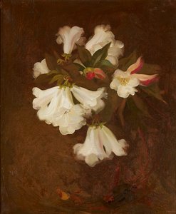 Nature morte de lys blancs - Stuart Park