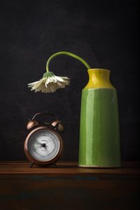 Une marguerite fanée qui passe le temps - Sumit Dhuper