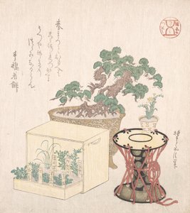 Pin en pot, tambour et sept herbes plantées dans une boîte, 18e-19e siècle