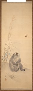Singe - Suzuki Kason
