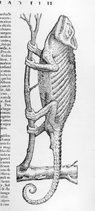 Caméléon, illustration de 