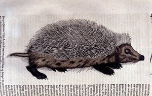 Hérisson, illustration de 