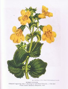 Fleur de singe, Nature en Grande-Bretagne publiée par Collins 1946 (lithographie en couleur) - Sydenham Teast (after) Edwards
