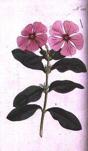 Pervenche (Vinca rosea madagascar), planche 248 de 