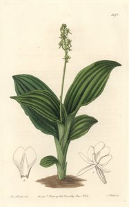 Orchidée Liparis africaine - du Botanical Register - Sydenham Teast Edwards