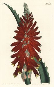 Aloe arborescent - Sydenham Teast Edwards