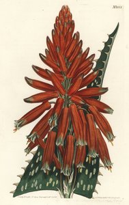 Aloe maculata - Sydenham Teast Edwards