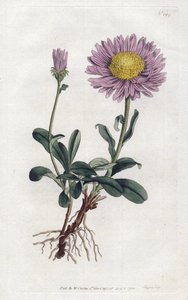 Aster des Alpes ou Reine Marguerite des Alpes