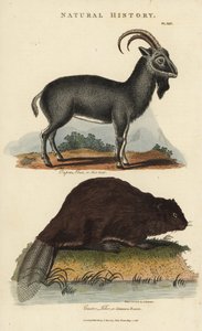 Bouquetin des Alpes et castor européen ou castor commun - Capra ibex et Castor fiber