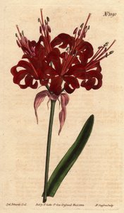 Amaryllis couleur pavot, avec des fleurs cramoisies foncées, originaire du Cap de Bonne-Espérance (Afrique du Sud) - Sydenham Teast Edwards