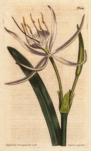 Pancratium américain avec des fleurs blanches parfumées - Sydenham Teast Edwards