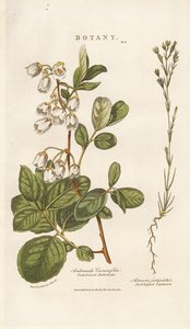 Andromède et sabline - Sydenham Teast Edwards