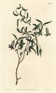 Baie de pomme ou billardiera à fleurs changeantes, Billardiera mutabilis - Sydenham Teast Edwards