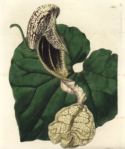 Aristoloche variété (illustration de Sarah Drake, gravure de S. Watts)