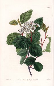 Aubépine ou épine blanche, originaire d