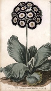 Auricule ou oreille d
