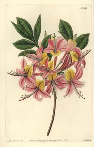Azalée pontique jaune - Azalée jaune, Rhododendron luteum - Sydenham Teast Edwards