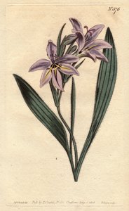Fleur de babouin parfumée, avec des fleurs lilas pâles. Babiana plicata. Gravure à la main en couleur d