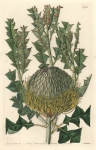 Banksia speciosa, originaire d