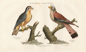 Faucon du Bengale et faucon à pieds rouges - Sydenham Teast Edwards